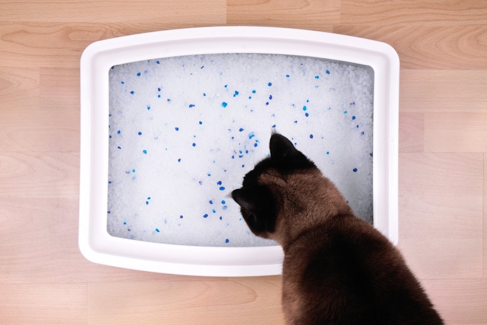 Areia de sílica para gatos não precisa ser trocada sempre, mas deve-se retirar os dejetos todos os dias