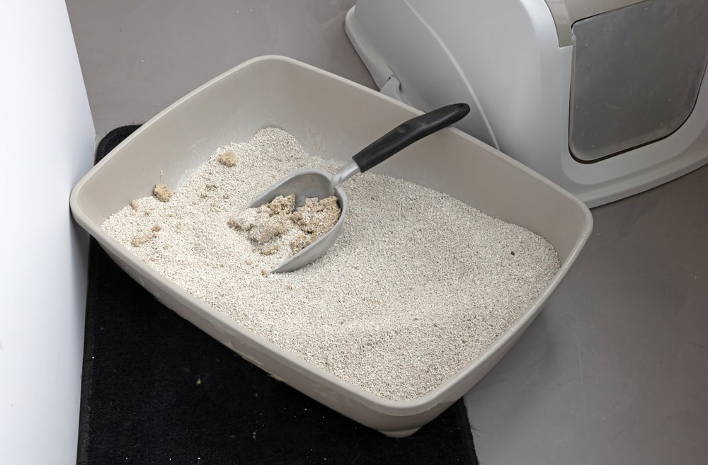 A areia de mandioca para gatos forma torrões bem firmes que conseguem reter o xixi do bichano