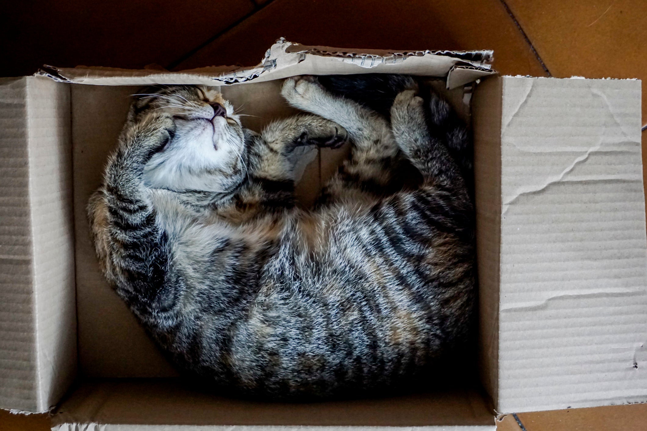  O interior das caixas diminui o estresse e deixa os gatos mais relaxados