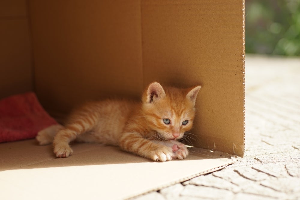 A caixa de papelão para gatos é sinônimo de diversão para os felinos