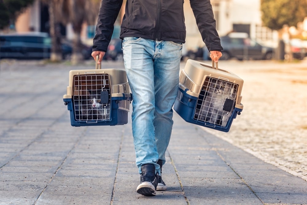 A caixa de transporte para gatos é individual e cada bichano deve ter a sua