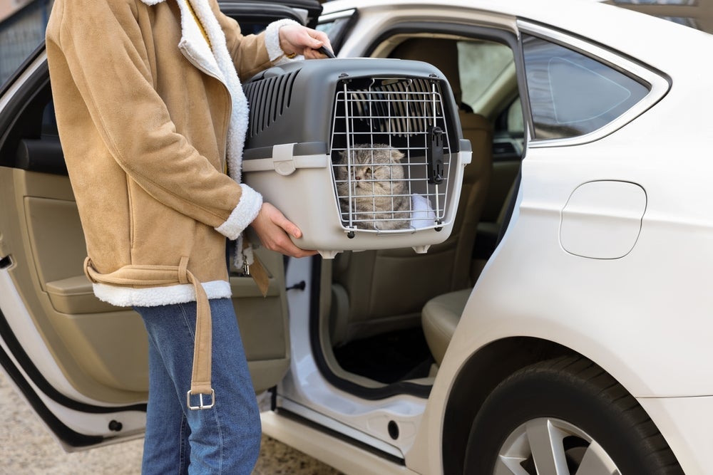 Coloque o pet na caixa para transportar gato e fique um tempo com ele no carro