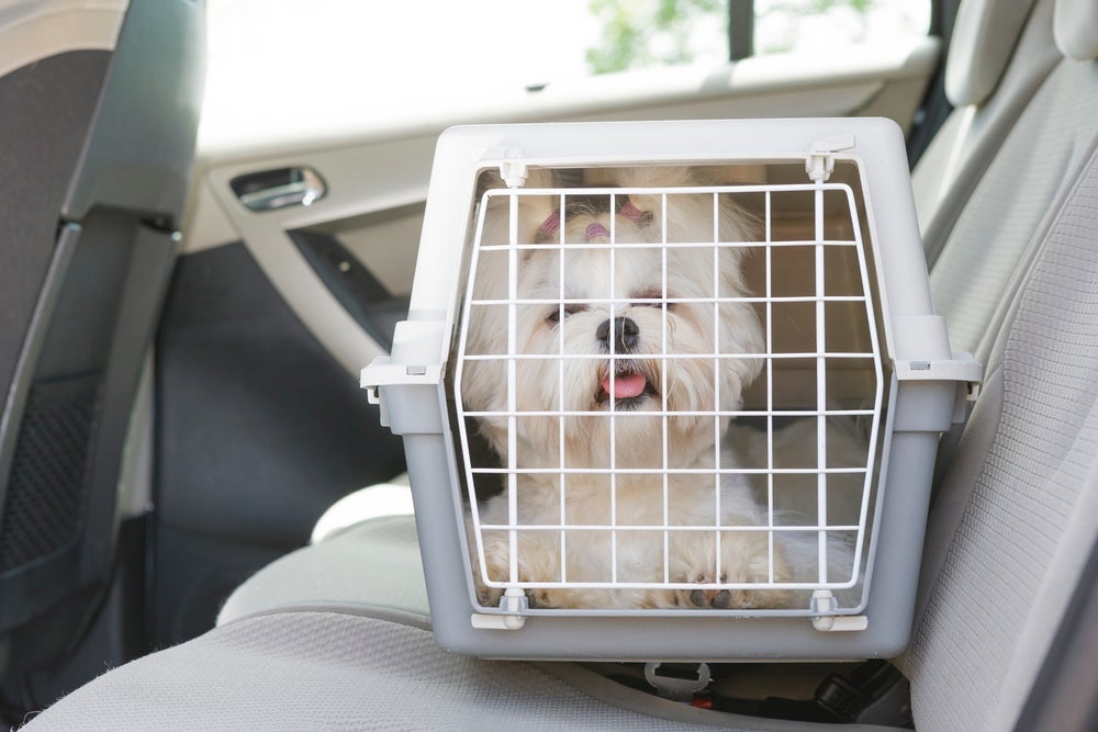 A caixa de transporte para cachorro é essencial para as viagens de avião e ônibus.