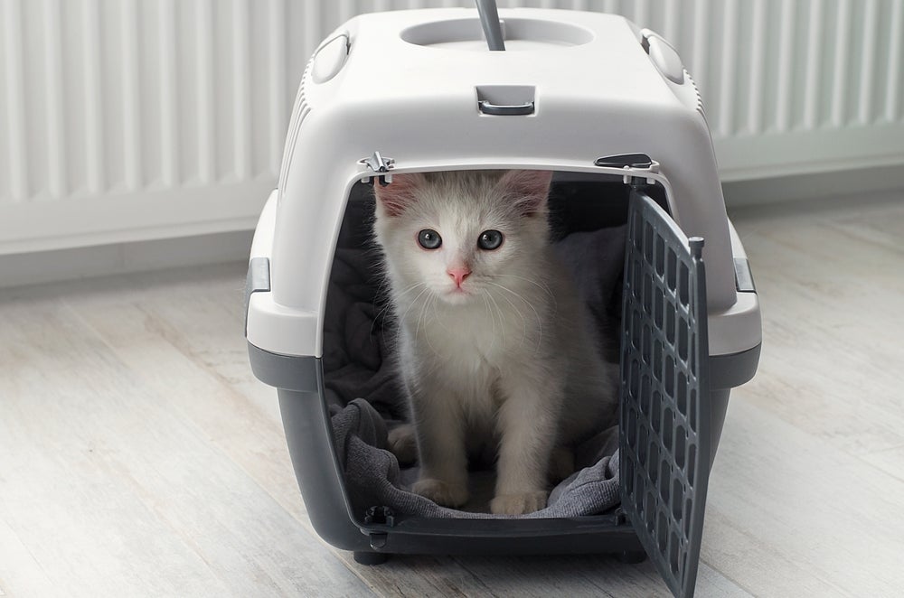 A caixa de transporte para gatos deve ter tamanho para o pet ficar em pé confortavelmente.