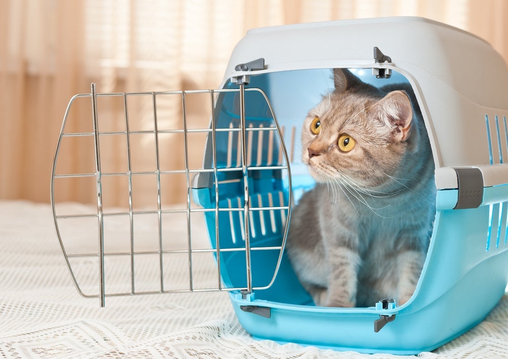A caixa de transporte para gatos é importante para quando você precisar levar o bichano para outro lugar com segurança e praticidade