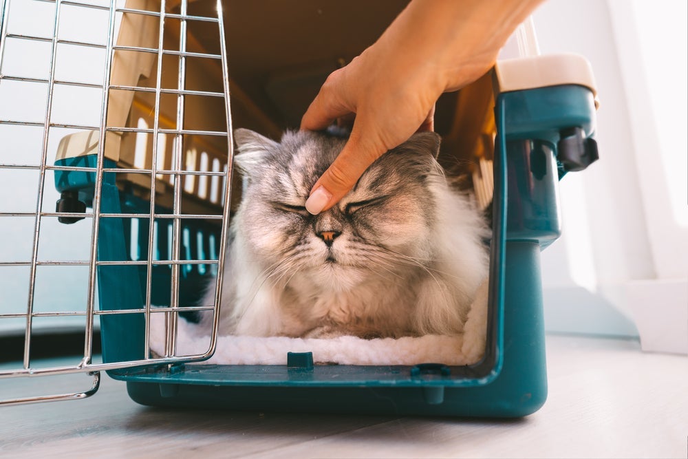Caixa de transporte para gatos: o acessório também pode ser sinônimo de momentos agradáveis para o seu pet!