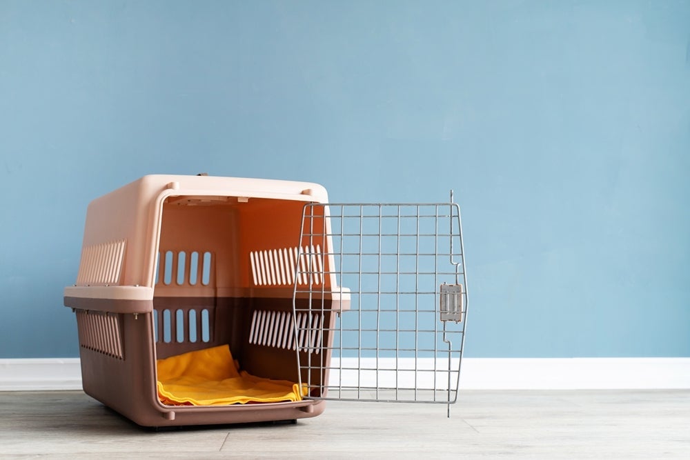 A caixa de transporte para gatos deve estar sempre à disposição do animal
