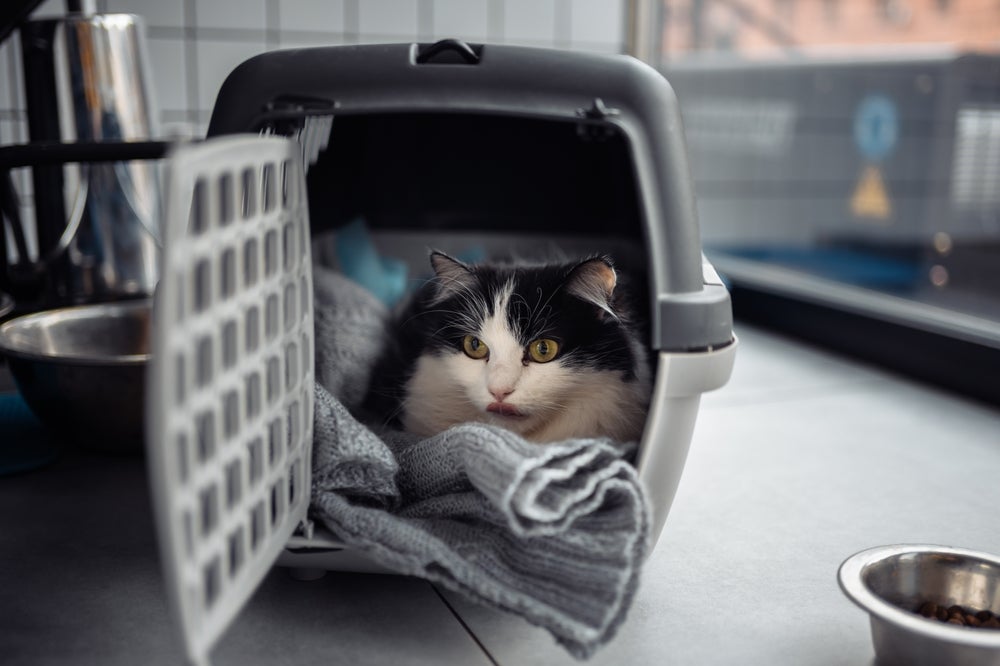 Primeiro contato visual entre os dois gatos deve ser feito com o novo morador dentro da caixinha de transportes