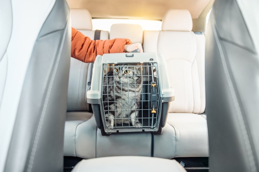 Após estar mais familiarizado com a caixa de transporte, gato pode ir para lugares mais distantes
