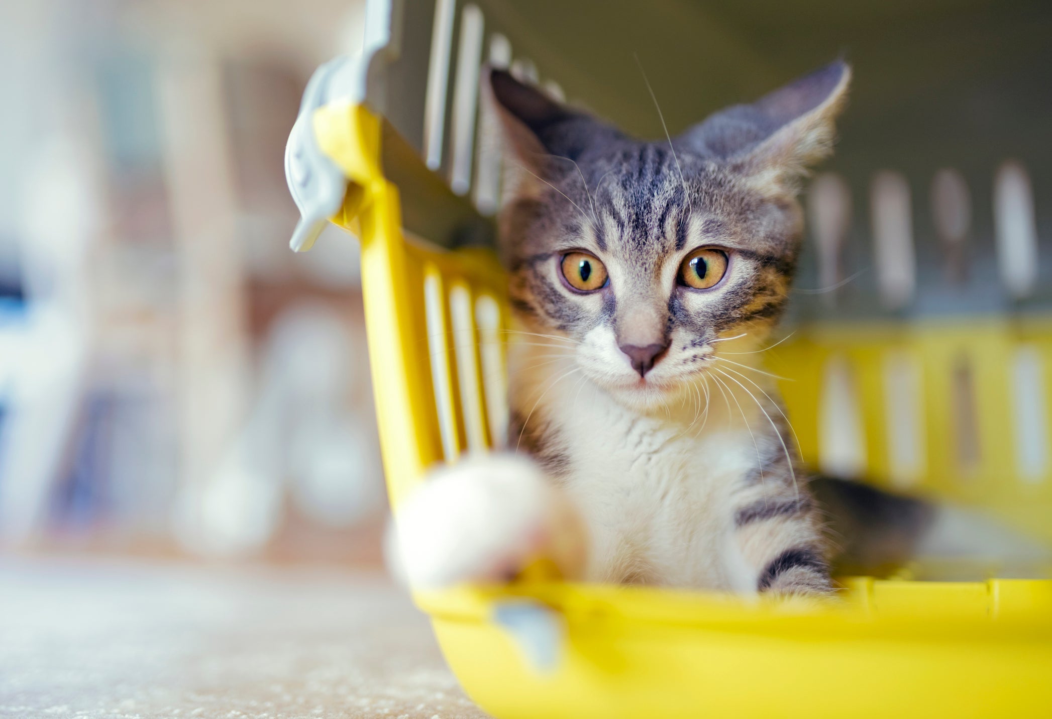 A caixa de transporte é um acessório indispensável para viajar com gato de avião