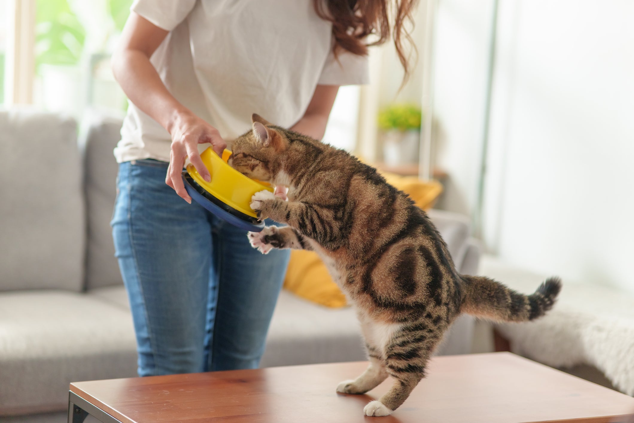 A ração renal para gatos pode ajudar a melhorar a saúde do seu pet, mas precisa ser recomendada pelo veterinário