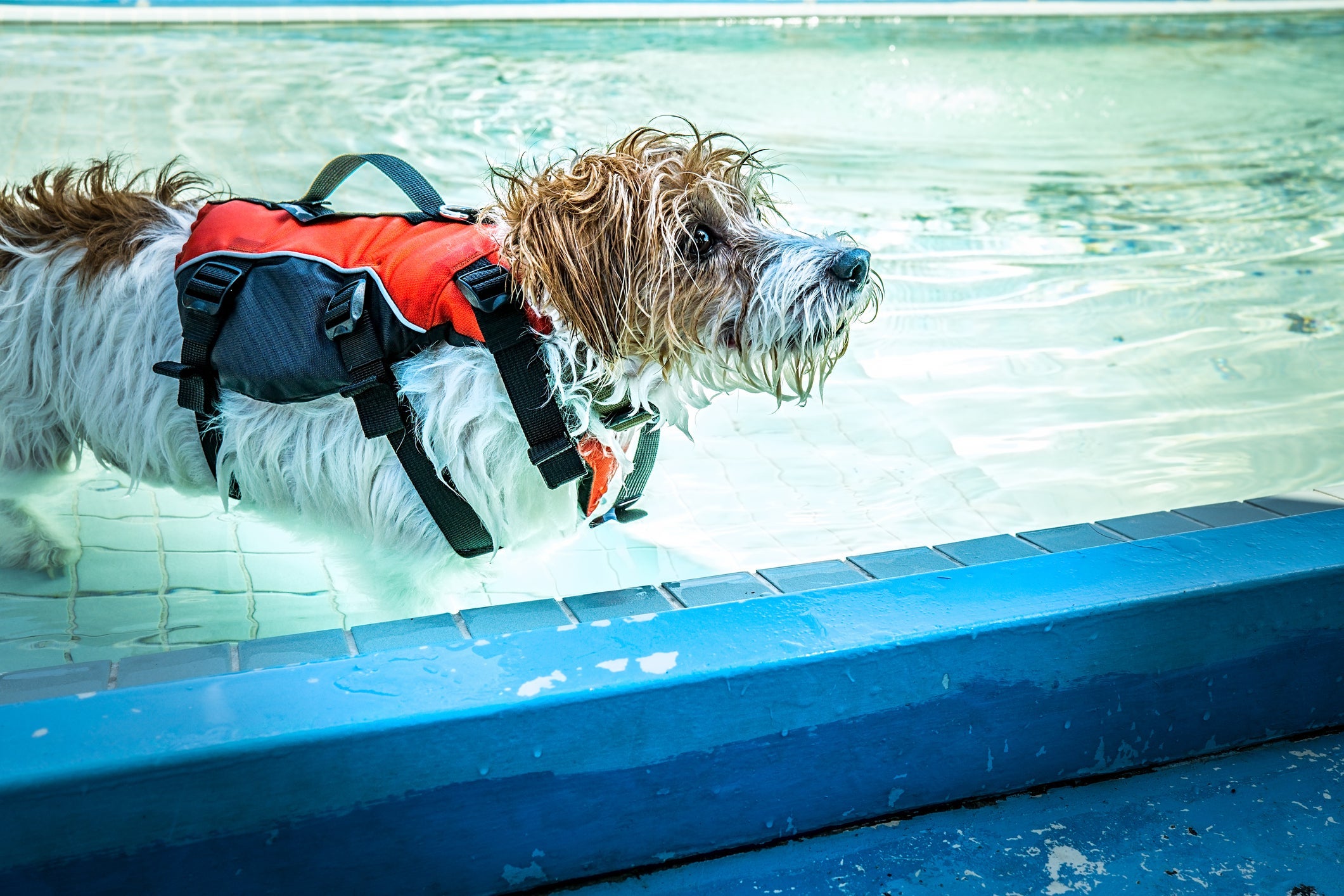 O colete salva-vidas para cachorro ajuda os pets a flutuarem, mesmo que eles não saibam nadar