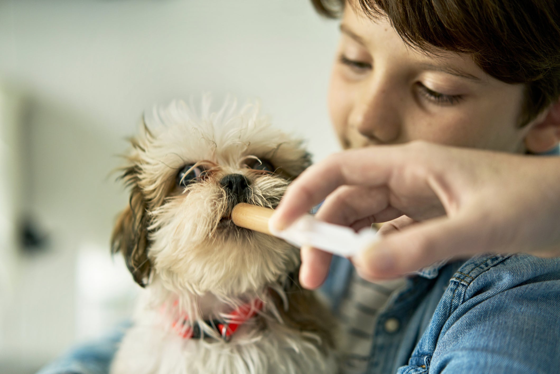 Na hora de oferecer chá para cachorro, você também pode utilizar uma seringa