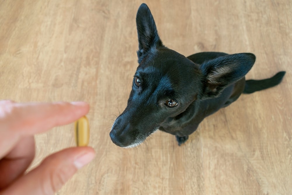 Calmante de cachorro, seja fármaco ou fitoterápico, precisa de acompanhamento profissional