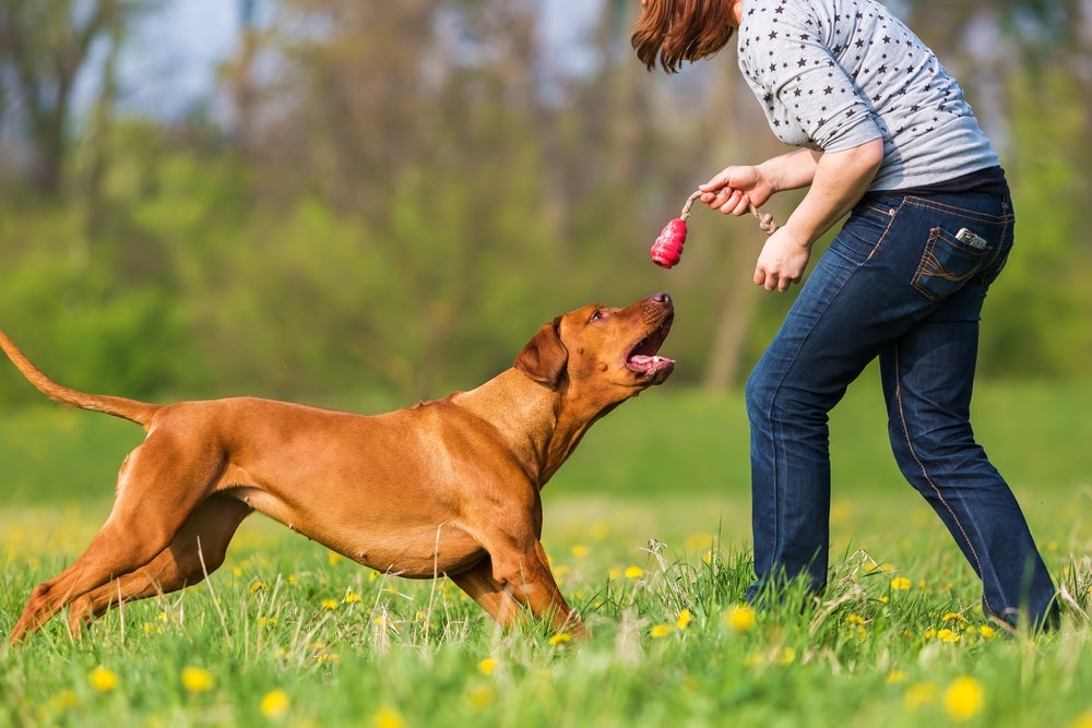 Nada de calmante: cachorro às vezes só precisa gastar energia