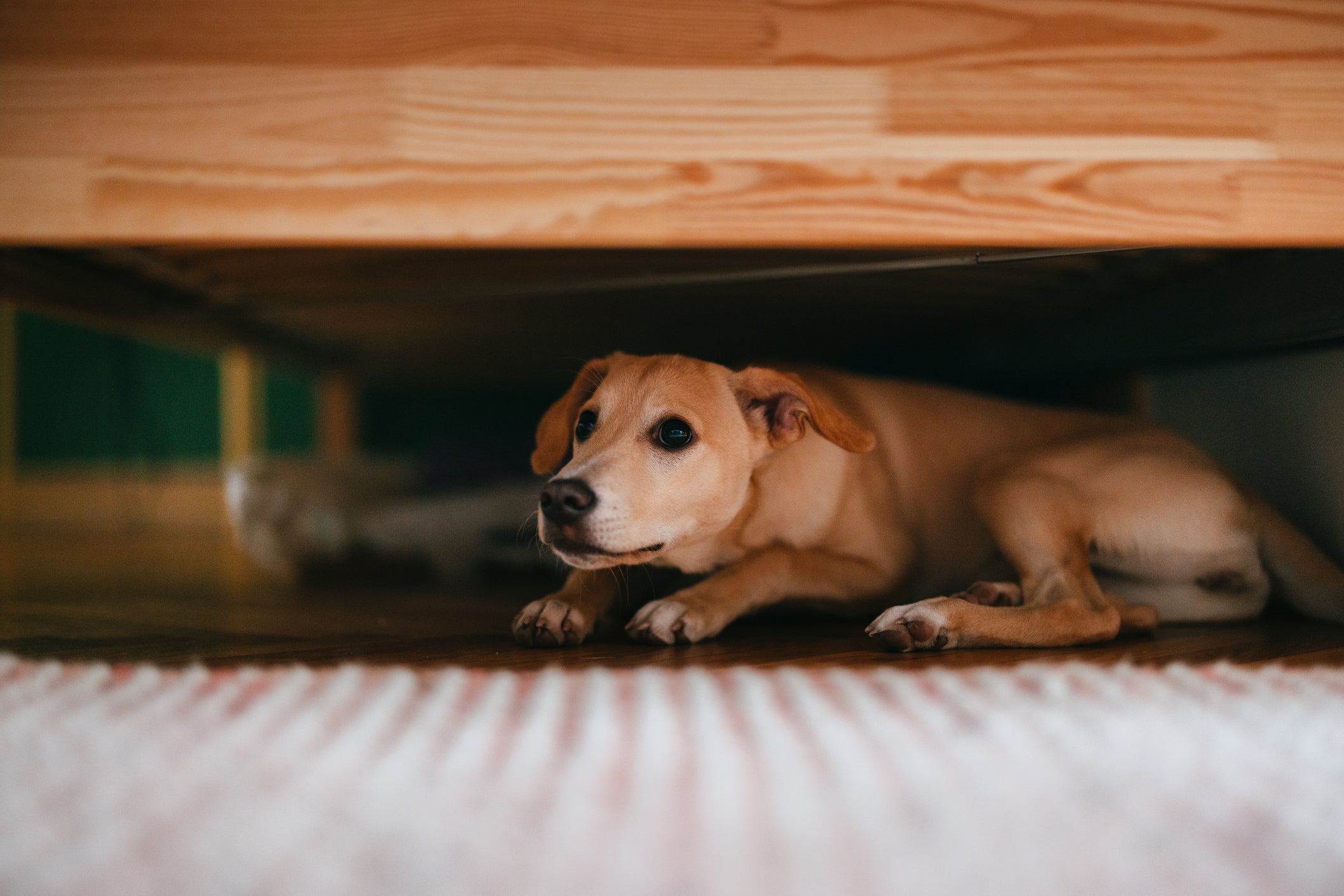 O cachorro com medo de fogos pode tentar se esconder na hora das queimas