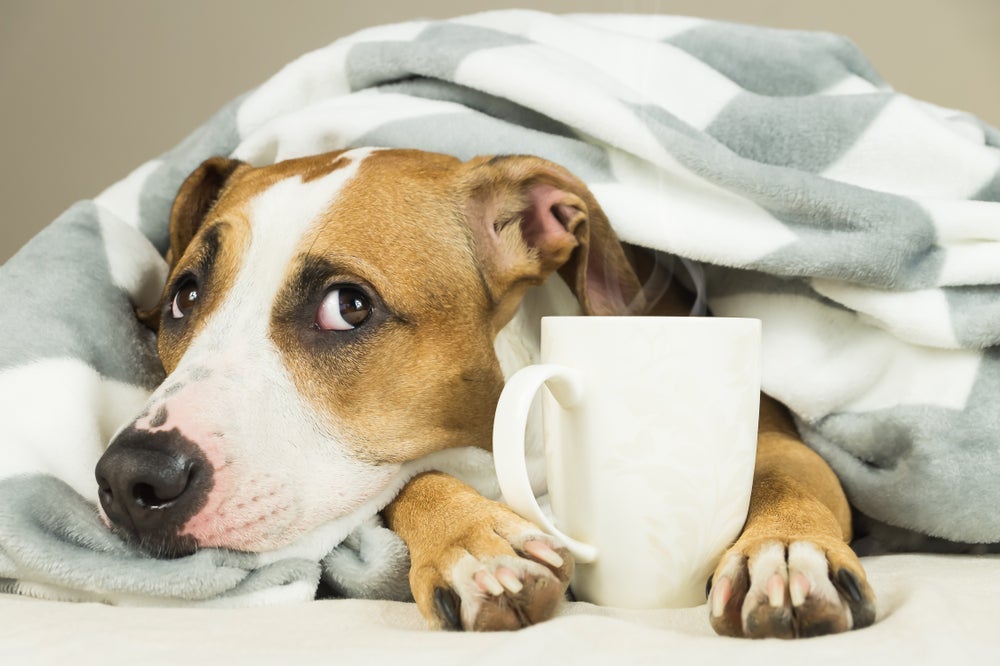 O chá é um calmante natural para cachorro