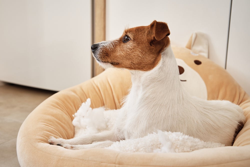 A cama de pneu para cachorro é uma opção acessível que você mesmo pode fazer em casa