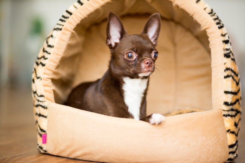 A cama iglu para cachorro será a maior aliada do seu pet nos dias frios