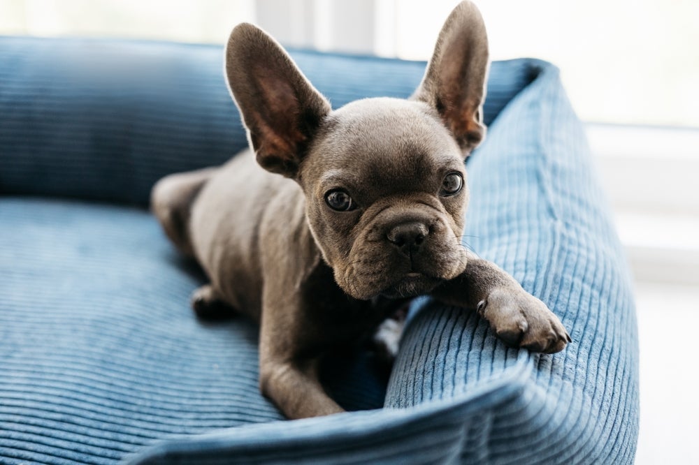 A cama para cachorro tradicional é a mais popular e conhecida entre os tutores