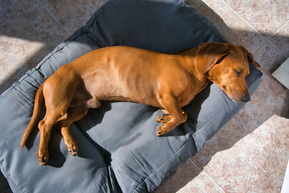 A cama para cachorro colchonete é versátil 