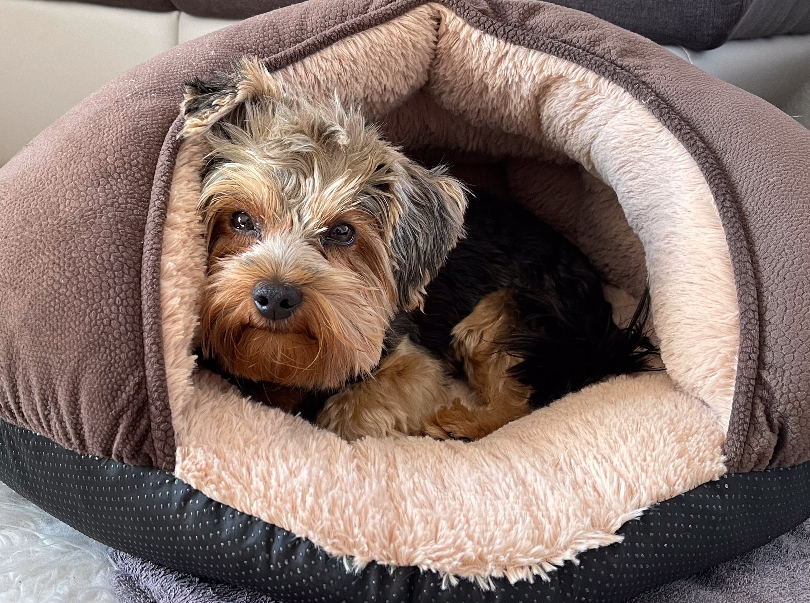 A cama para cachorro iglu é uma ótima opção para pets medrosos