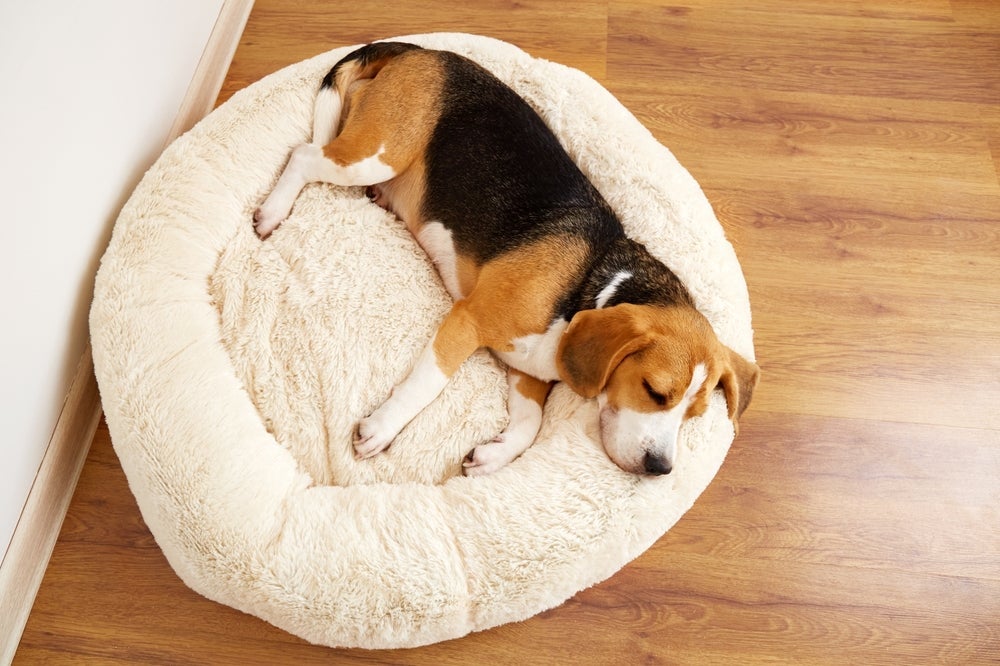 A cama para cachorro de nuvem é bem macia e fofa