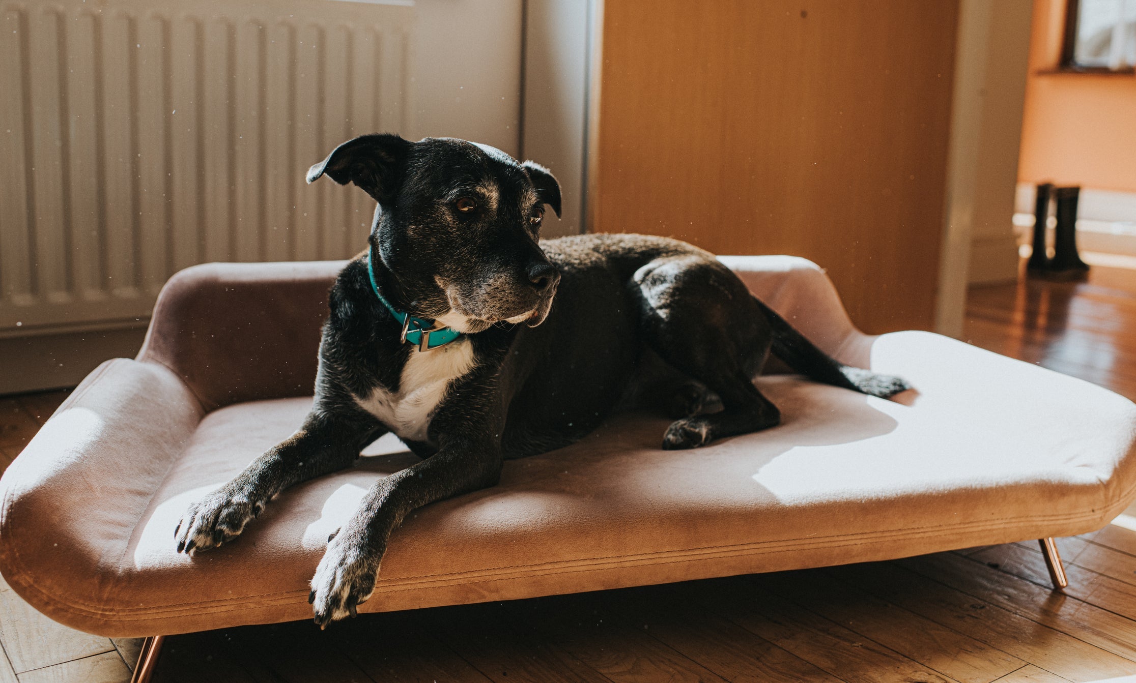 A cama para cachorro suspensa é mais higiênica