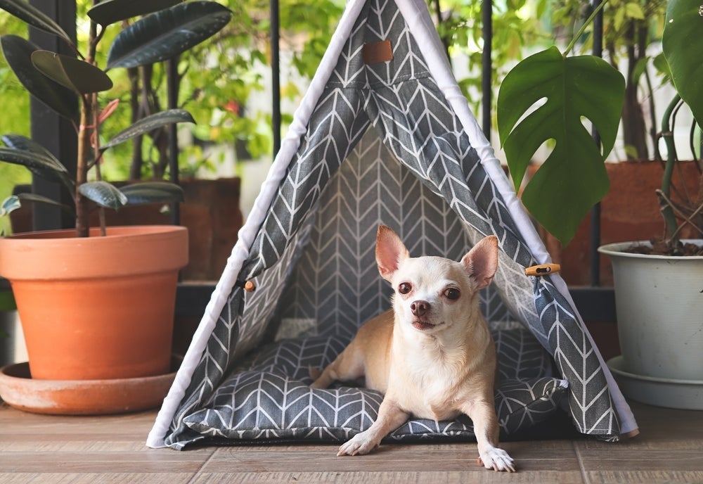 A cama para cachorro tipo cabana é parecida com a cama iglu