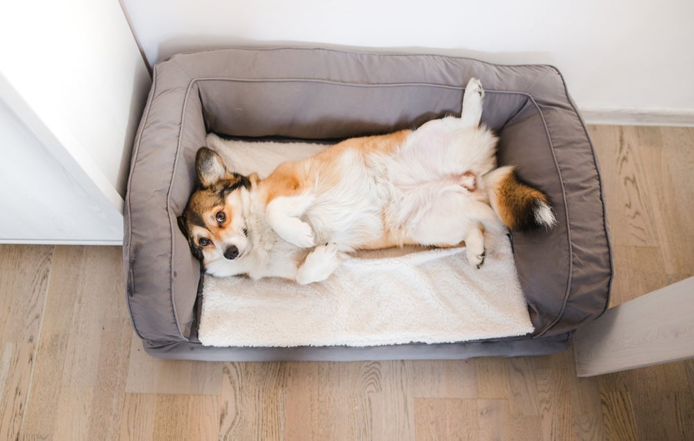 O sofá cama para cachorro  possui estrutura elevada nas laterais, como se fosse o ‘braço’ do sofá 