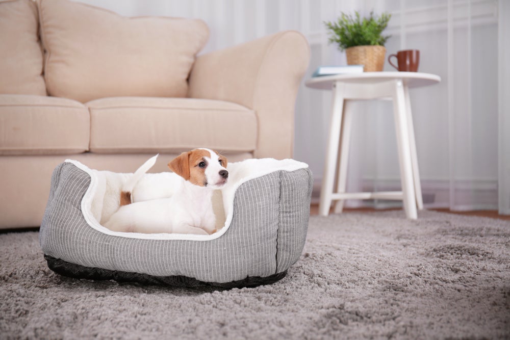 Existem diferentes modelo de cama para cachorros. Veja como escolher o melhor para o seu pet
