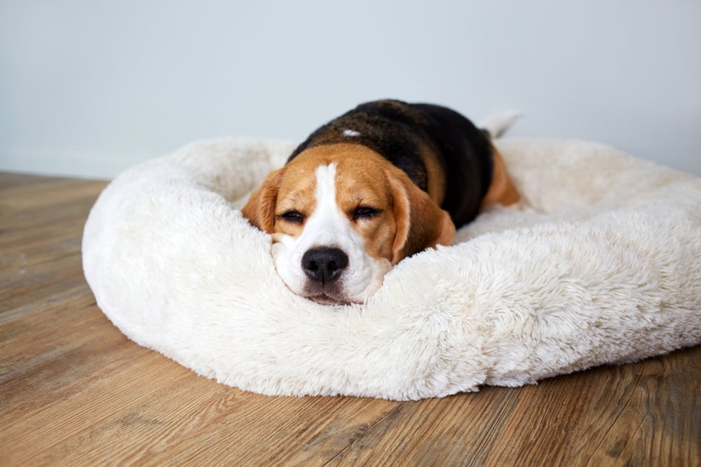 Colocar a cama para cachorro no quarto ao lado do tutor é uma ótima ideia!