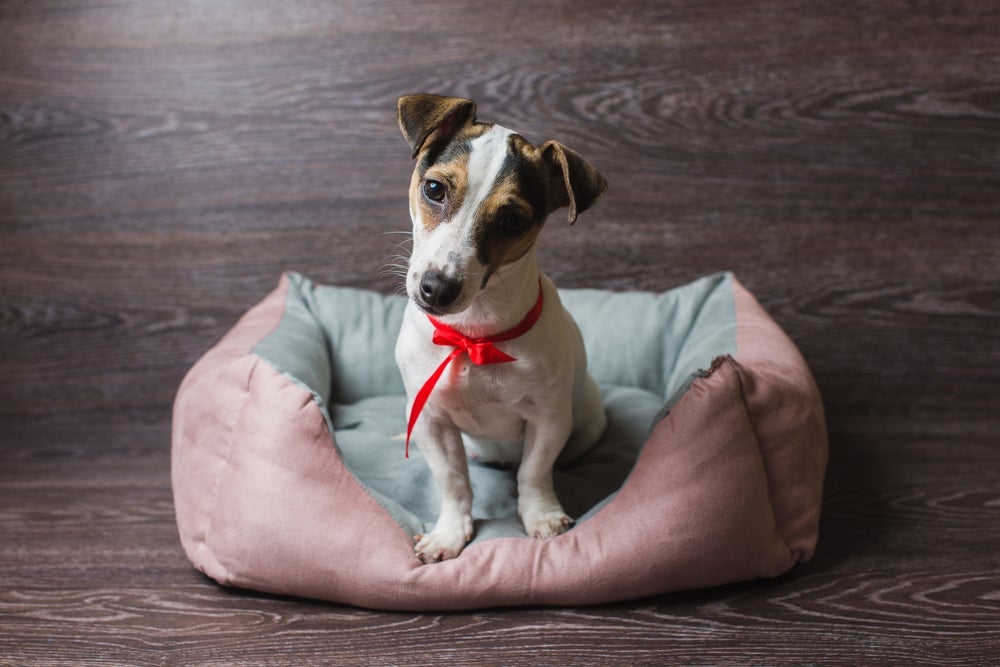 Ao comprar a cama para cachorro, não esqueça de levar em consideração o comportamento do cãozinho