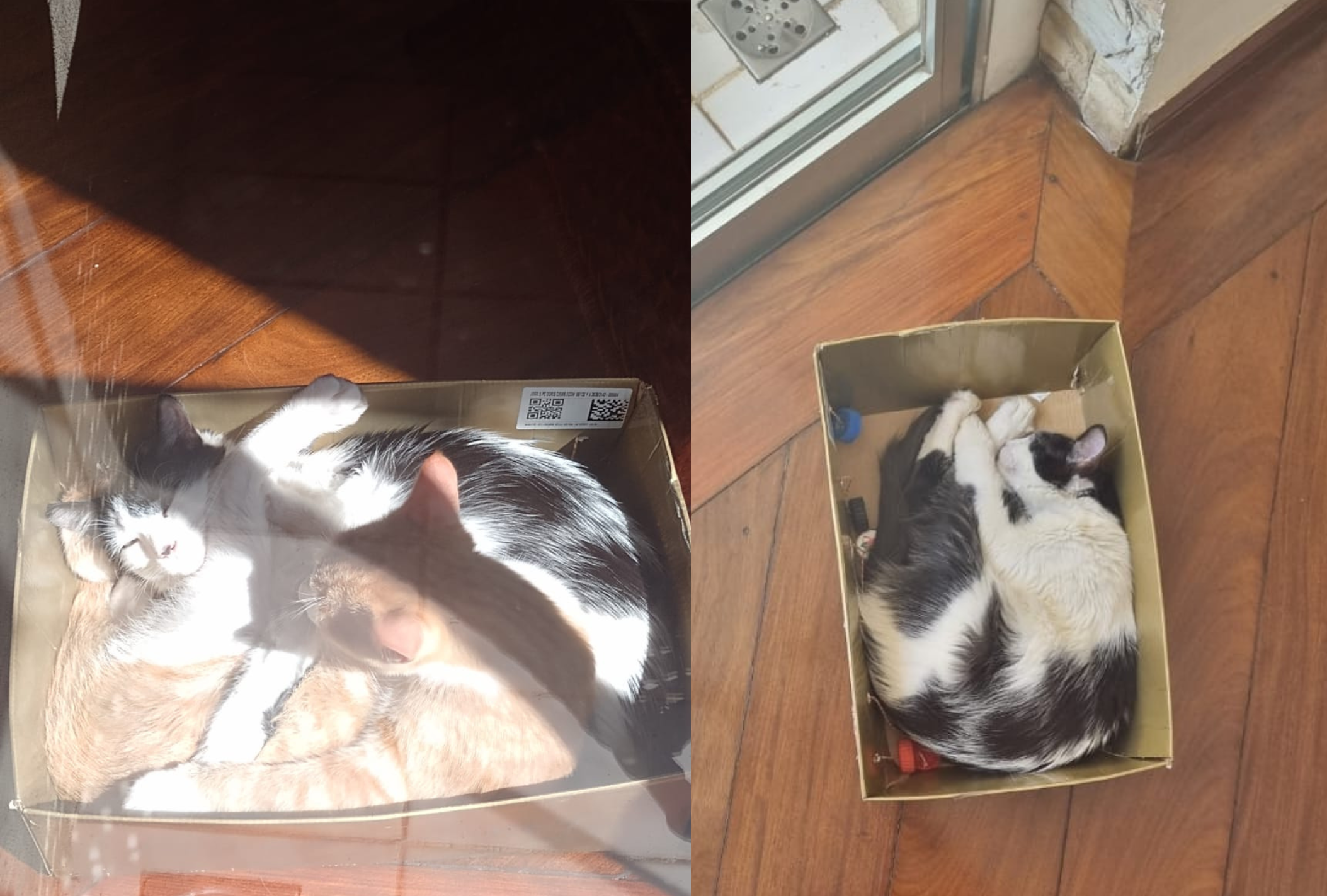 A cama para gato de Dom e Donna é uma caixa de papelão 