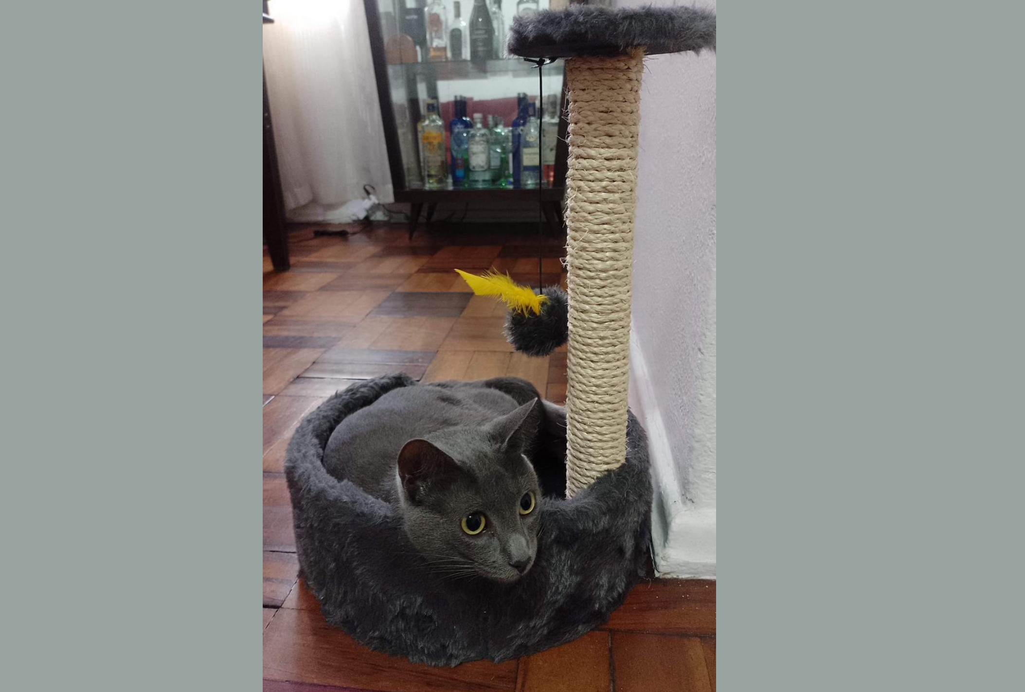 A Bastet tem uma cama para gato sofisticada e divertida