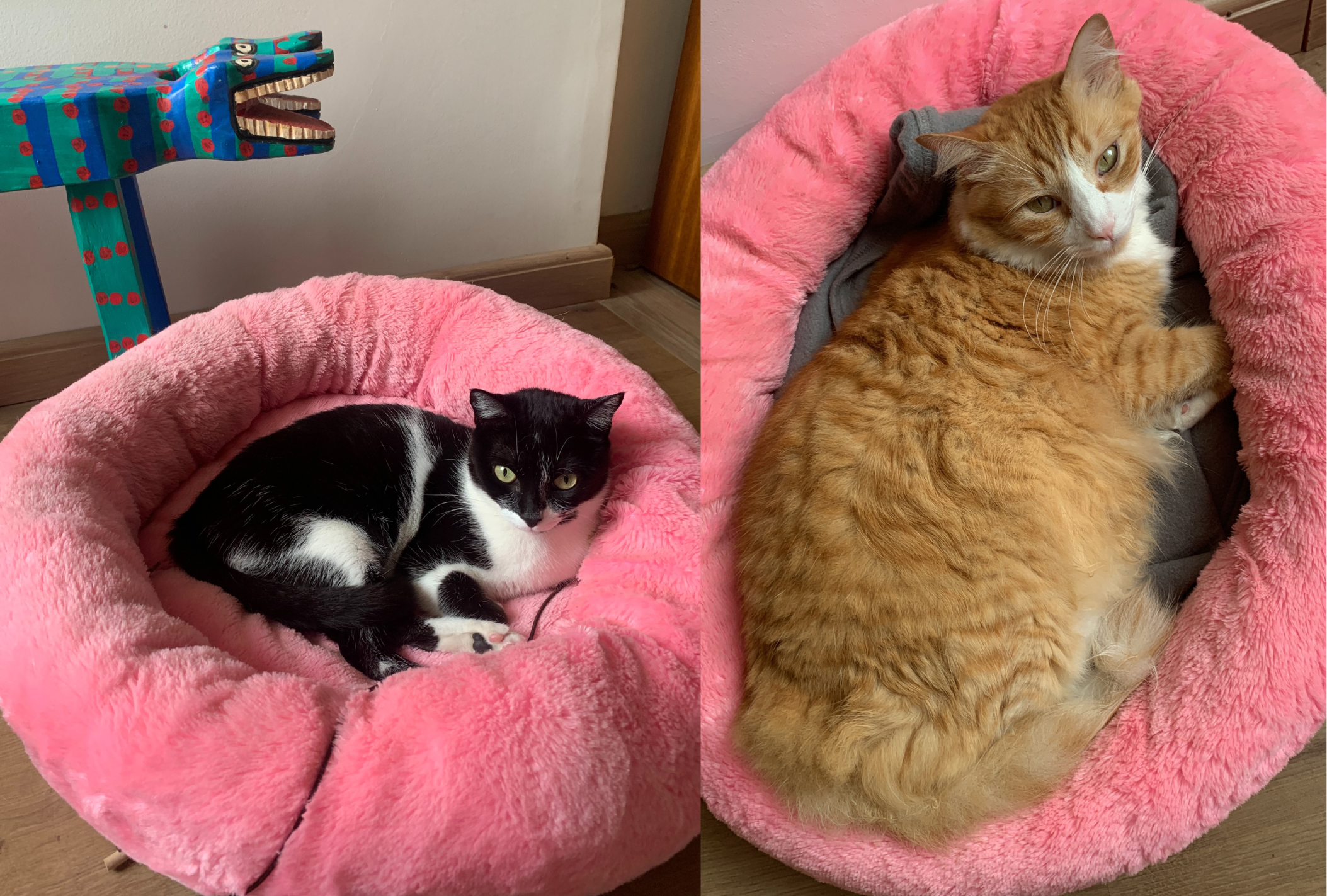 Os gatinhos da Juliana França adoram descansar na cama para gato em formato de nuvem