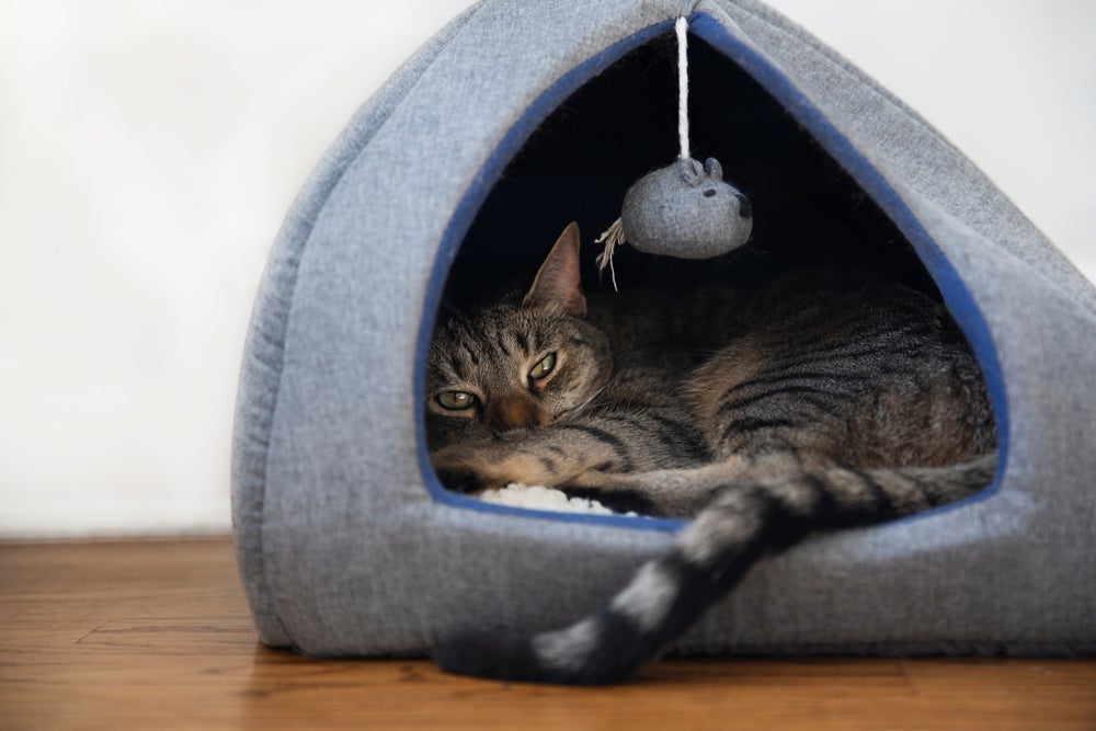 Cama para gato tipo iglu é um dos modelos favoritos dos felinos