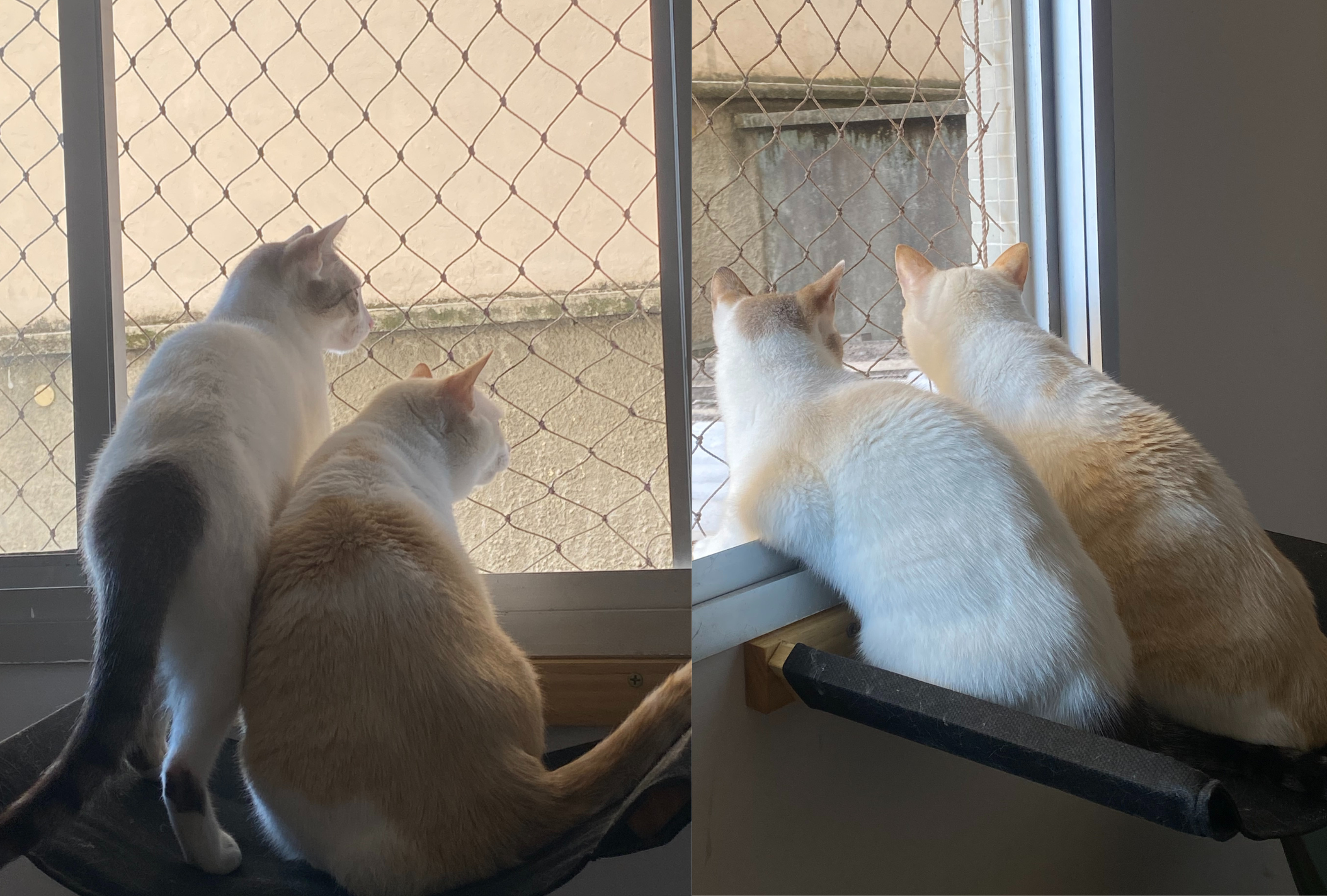 A cama para gatos suspensa é perfeita para gatinhos fofoqueiros