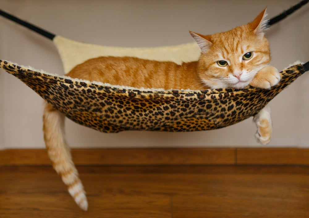 A cama suspensa para gatos pode ser instalada nos pés de uma cadeira