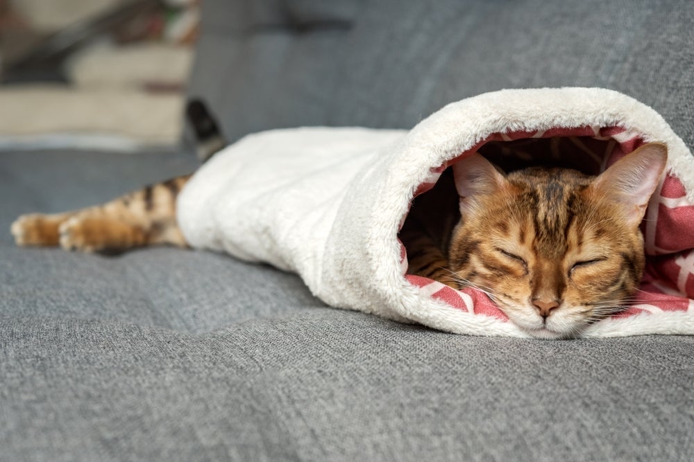 Cama para gato tipo saco de dormir é prática e quentinha