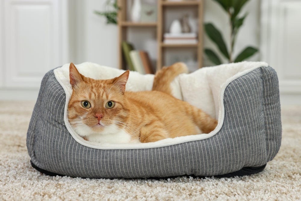 Caminha para gato tipo ninho é aconchegante e confortável