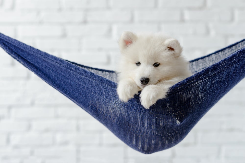 A cama suspensa para cachorro é um bom espaço para seu cão relaxar