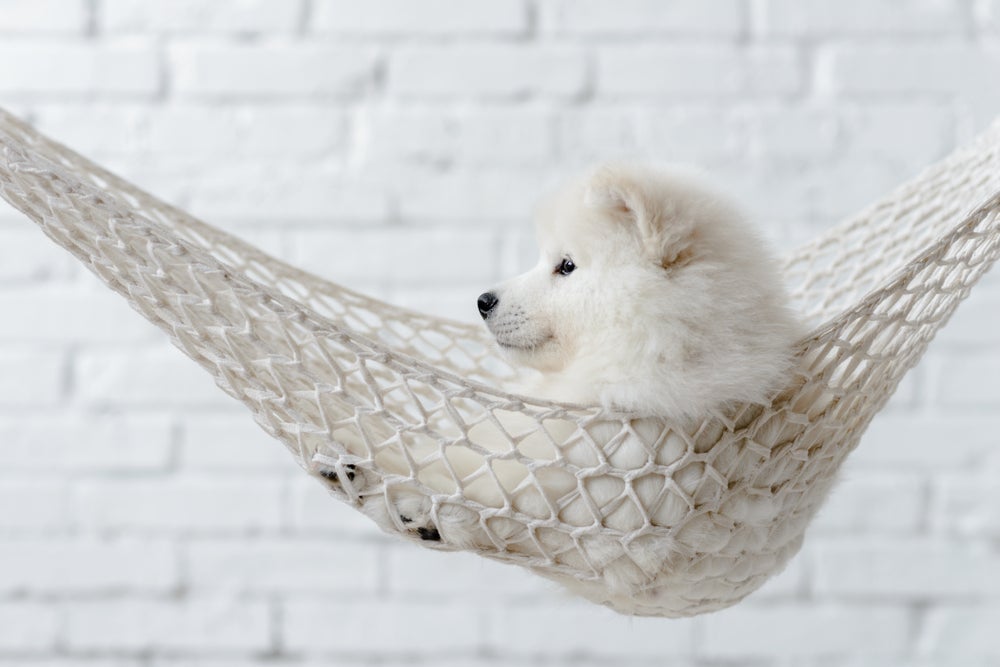 Seu animal de estimação vai amar tirar uma soneca na cama suspensa para cachorro