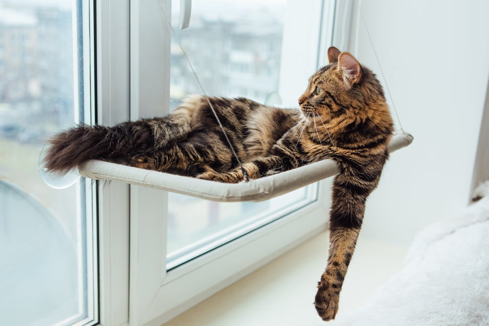 A cama suspensa para gatos na janela é ótima ideia para pets que amam olhar a vizinhança