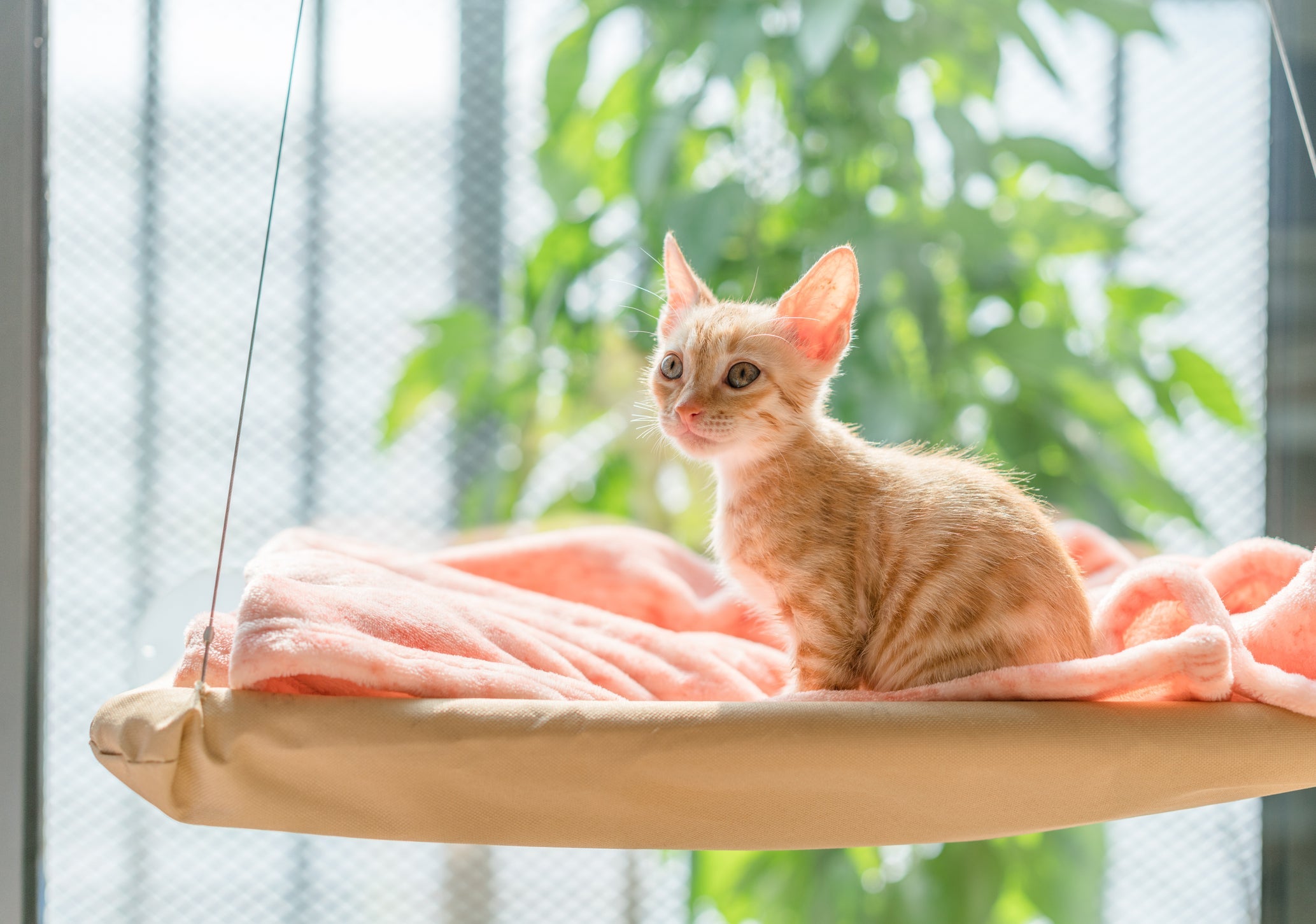 A cama suspensa para gatos é um dos melhores modelos para quem tem pets que gostam de locais altos