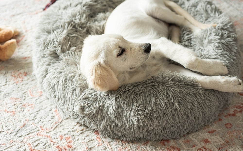 Caminha de cachorro: o puff é uma opção bem confortável para o seu cachorro dormir. O melhor? É super fácil de fazer!