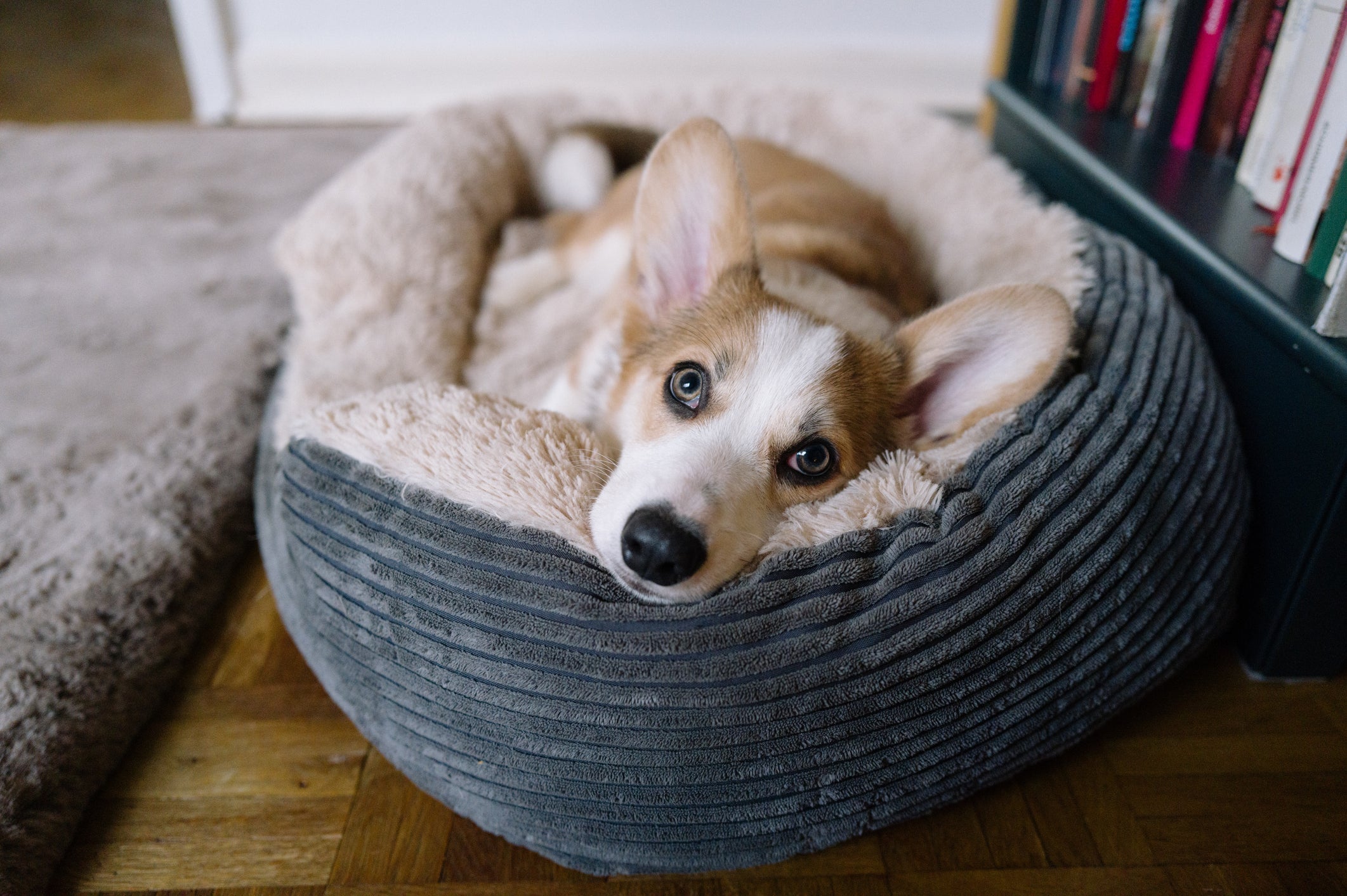 A cama para cachorro deve ser bem confortável