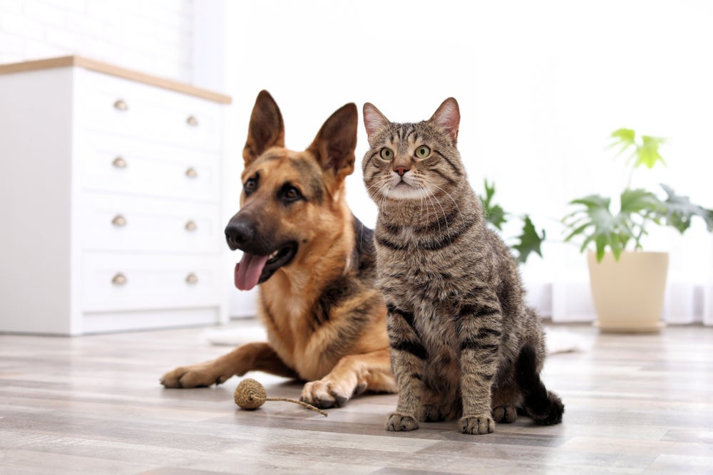 Outubro Rosa Pet: uma das melhores formas de prevenir o câncer de mama em cães e gatos é com a castração