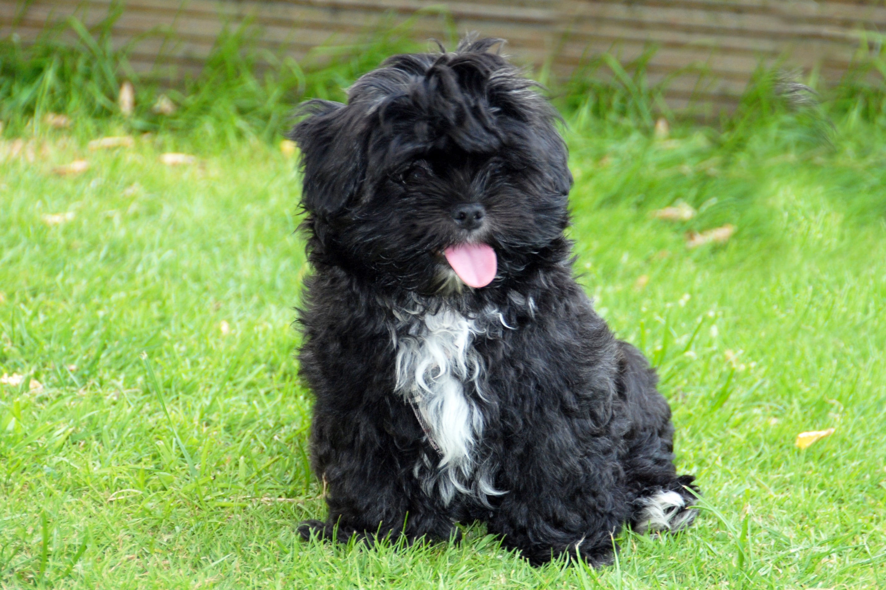 Segundo o estudo, as raças com menor chance de desenvolverem câncer em cachorro são os pequenos, como Shih Tzu e Lulu da Pomerânia