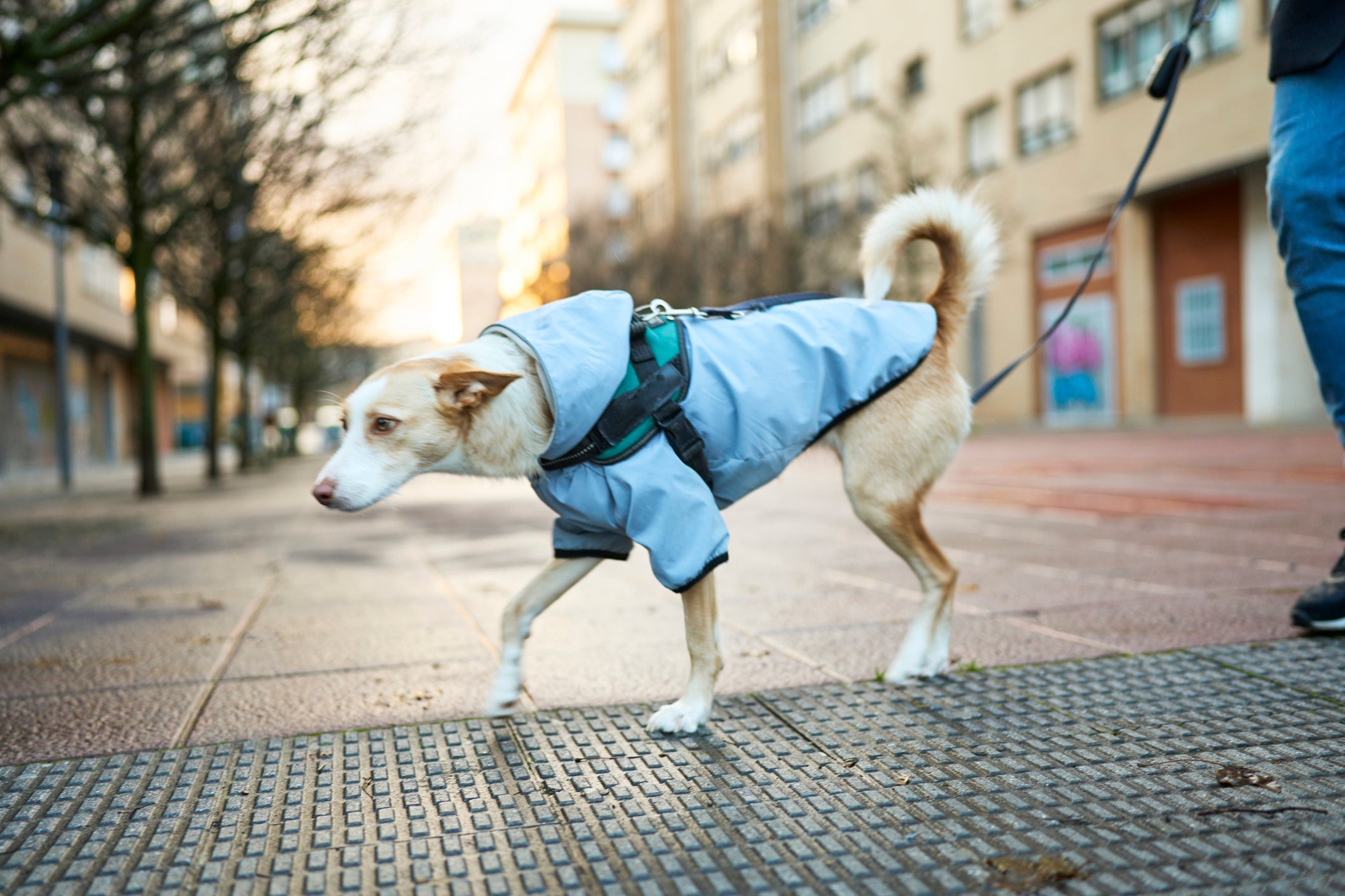Passear nos horários com menos sol evita o câncer em cachorro de pele